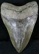 Massive Megalodon Tooth #23737-1